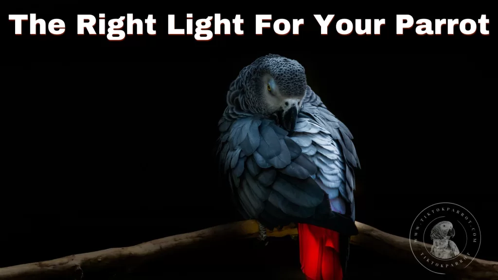 The Right Light For Your Parrot