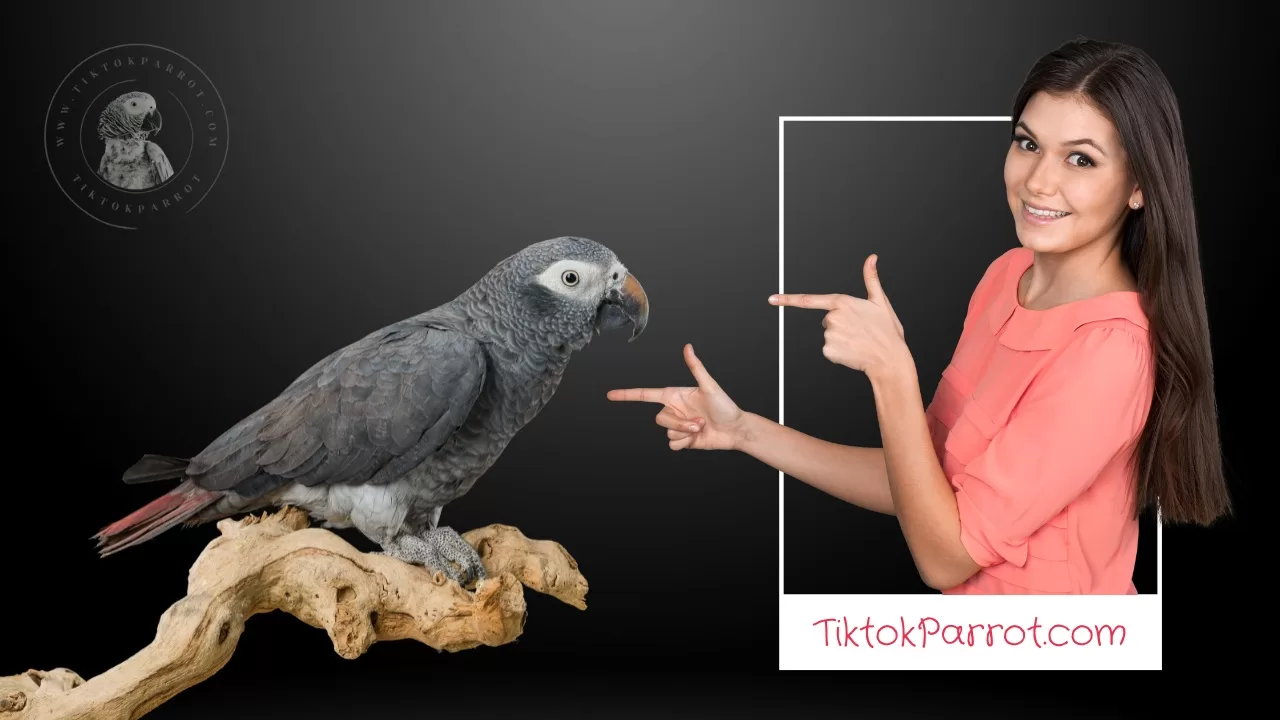 Tips for Buying an African Grey Parrot