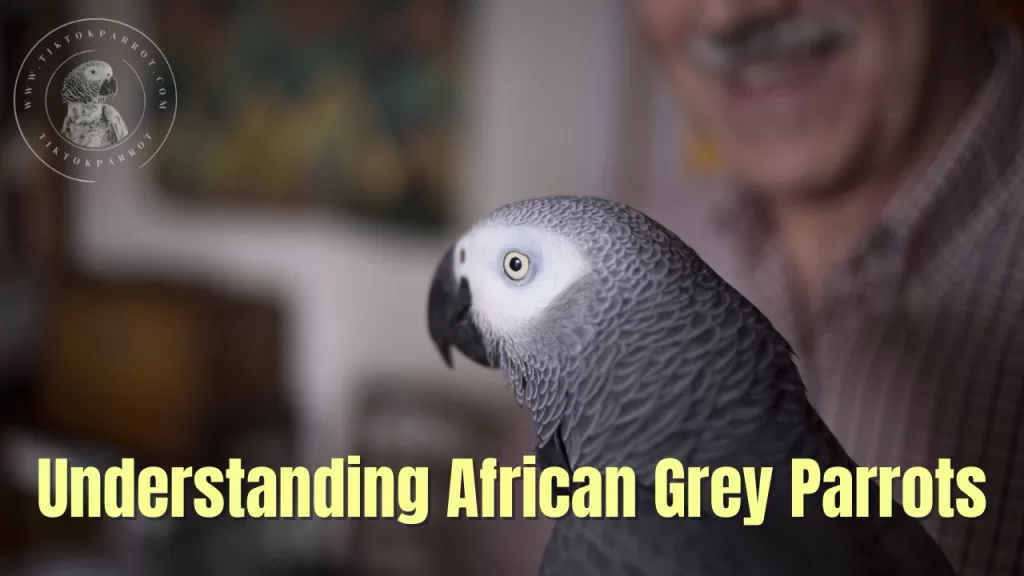 Understanding African Grey Parrots