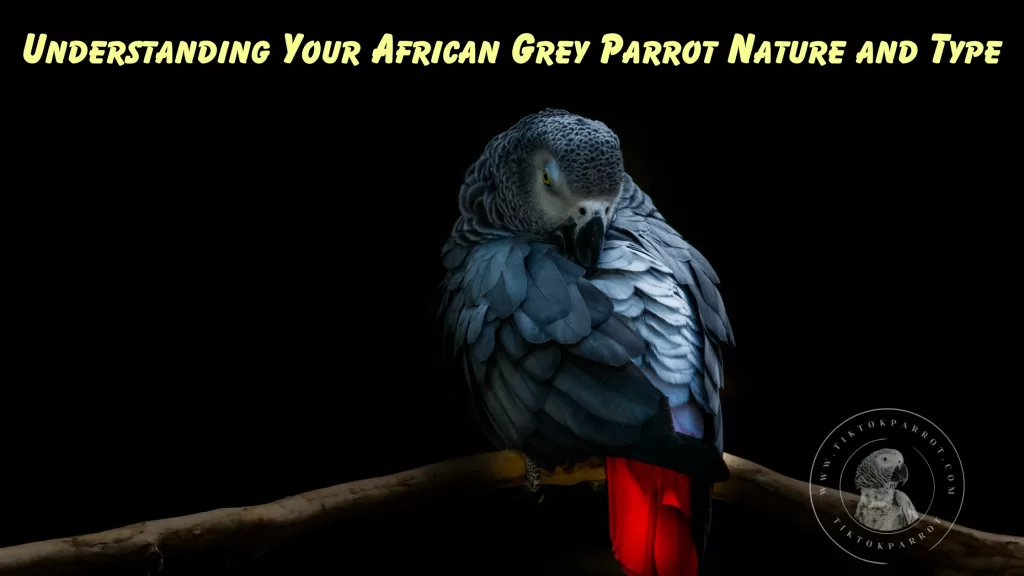 Understanding Your African Grey Parrot Nature and Type