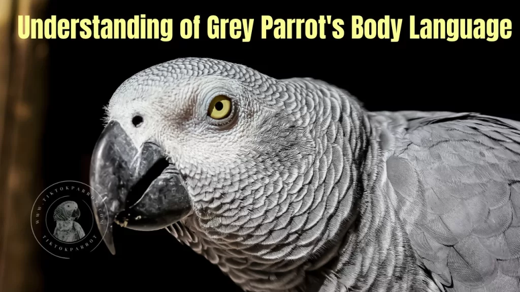Understanding of Grey Parrot's Body Language