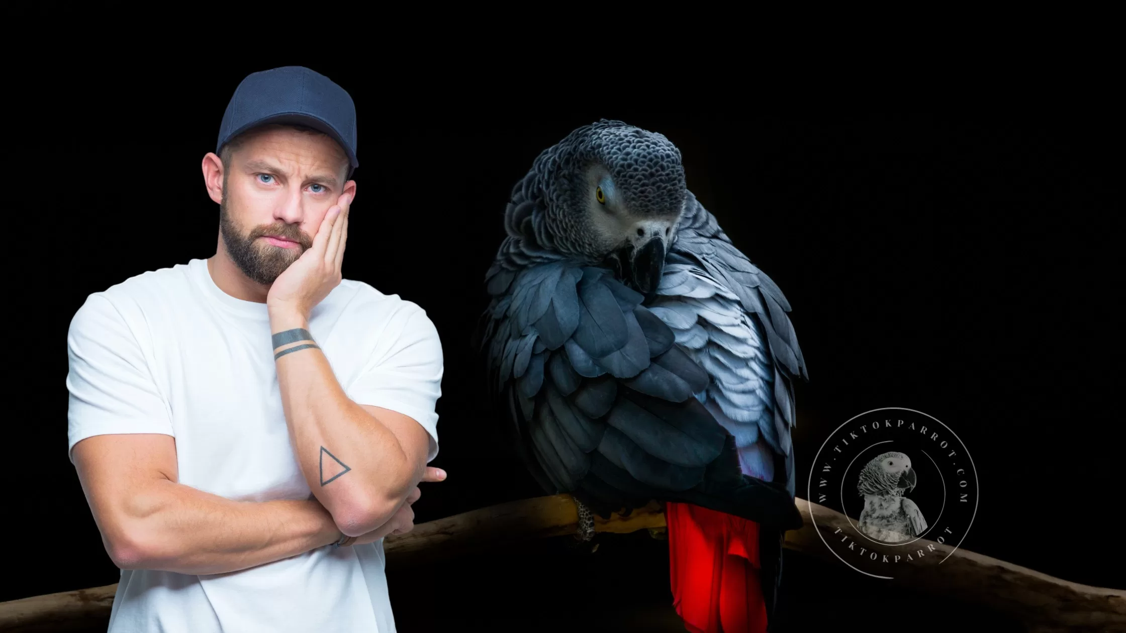 Understanding your African Grey Parrot Nature and Type