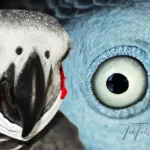 What Do You Do If A Parrot’s Beak Breaks