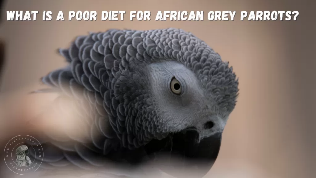 What is a poor diet for African Grey Parrots