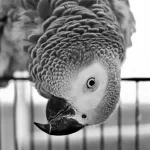 What to Do About a Noisy African Grey Parrot by tiktokparrot.com