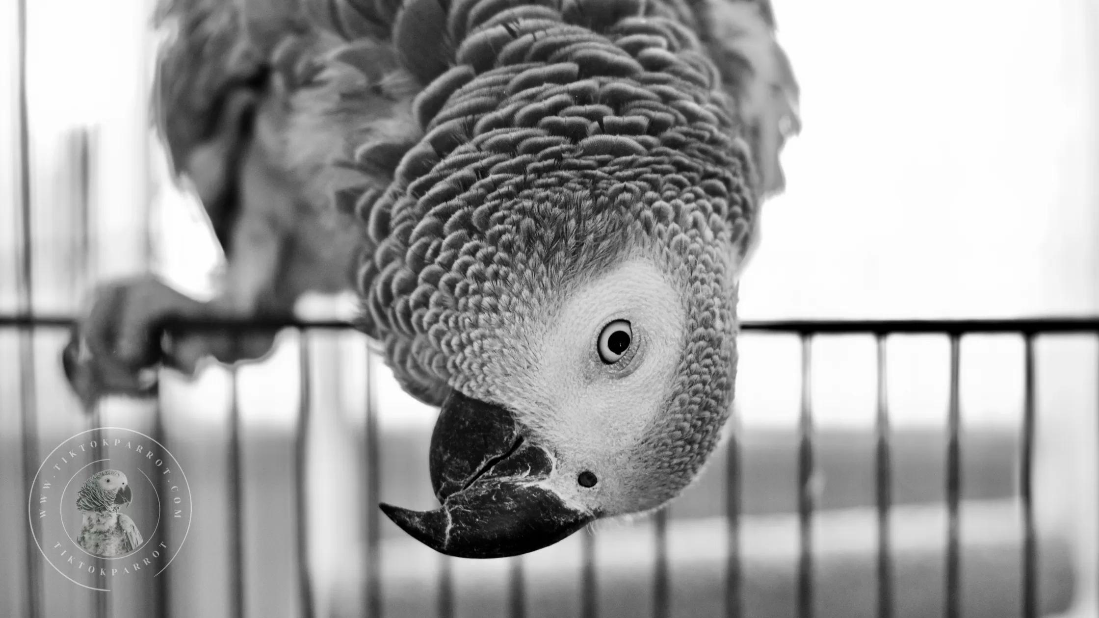 What to Do About a Noisy African Grey Parrot by tiktokparrot.com