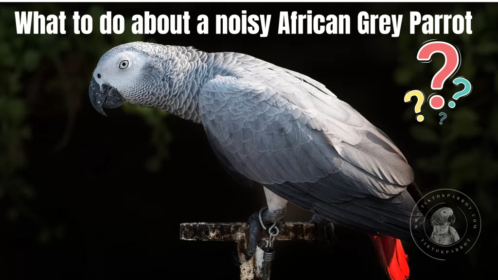 What to do about a noisy African Grey Parrot?