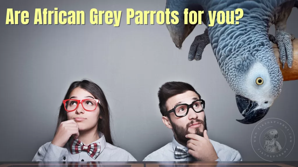Are African Grey Parrots for you