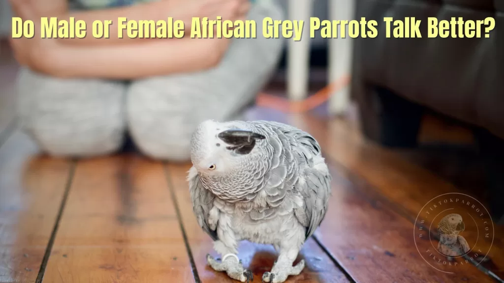 Do Male or Female African Grey Parrots Talk Better?