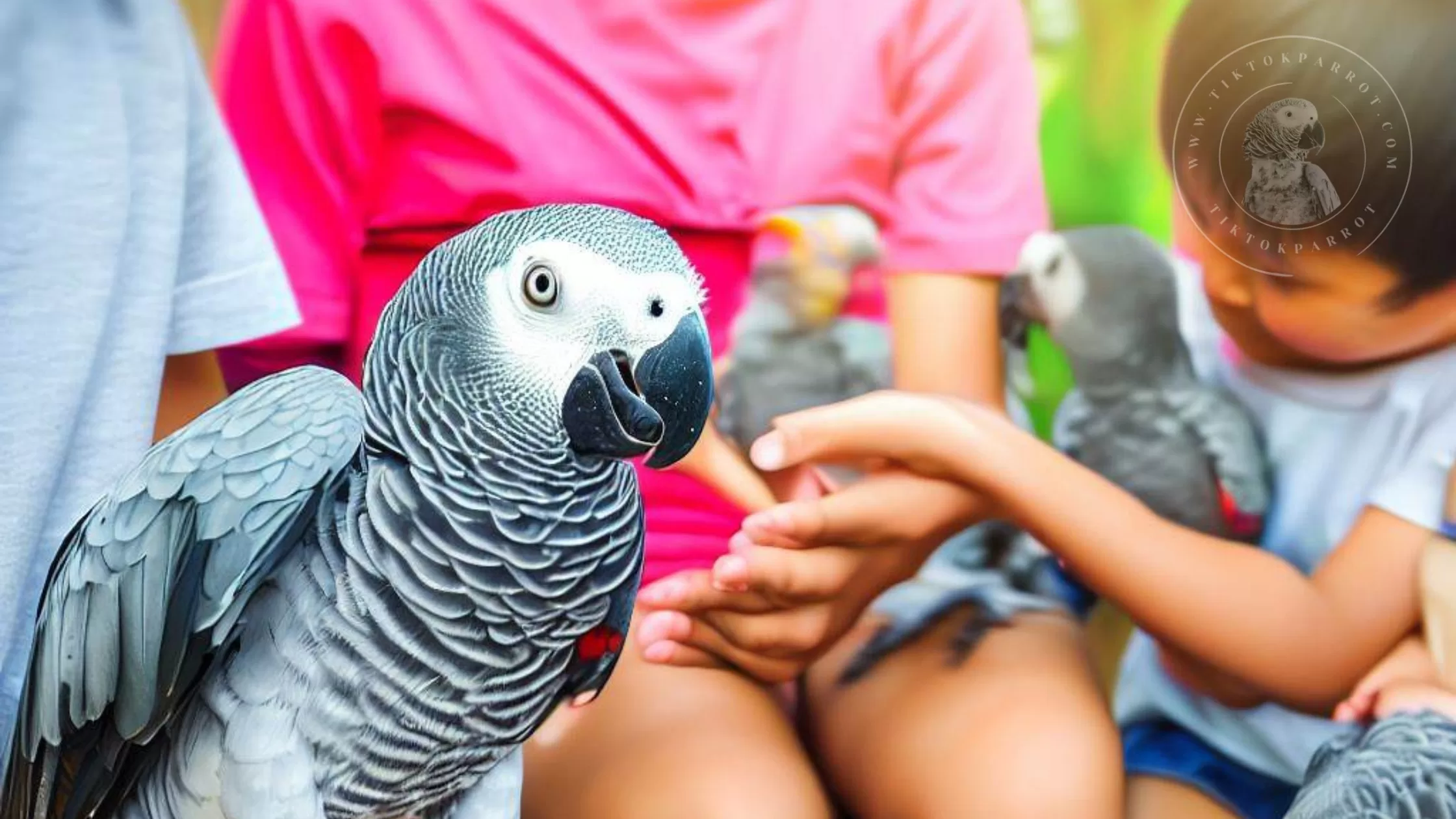 Is Your Child Ready for an African Grey Parrot Find Out the Perfect Age Now!