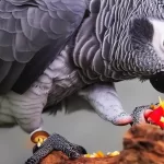 Keeping Track of the Menu African Grey Parrot Diet Food