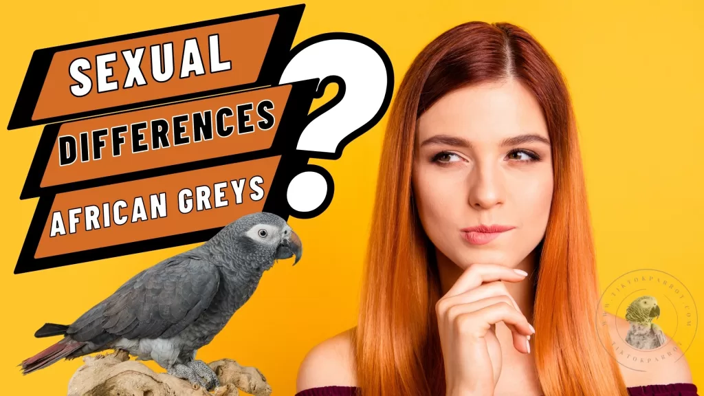 Male vs Female African Grey Parrot Gender Differences