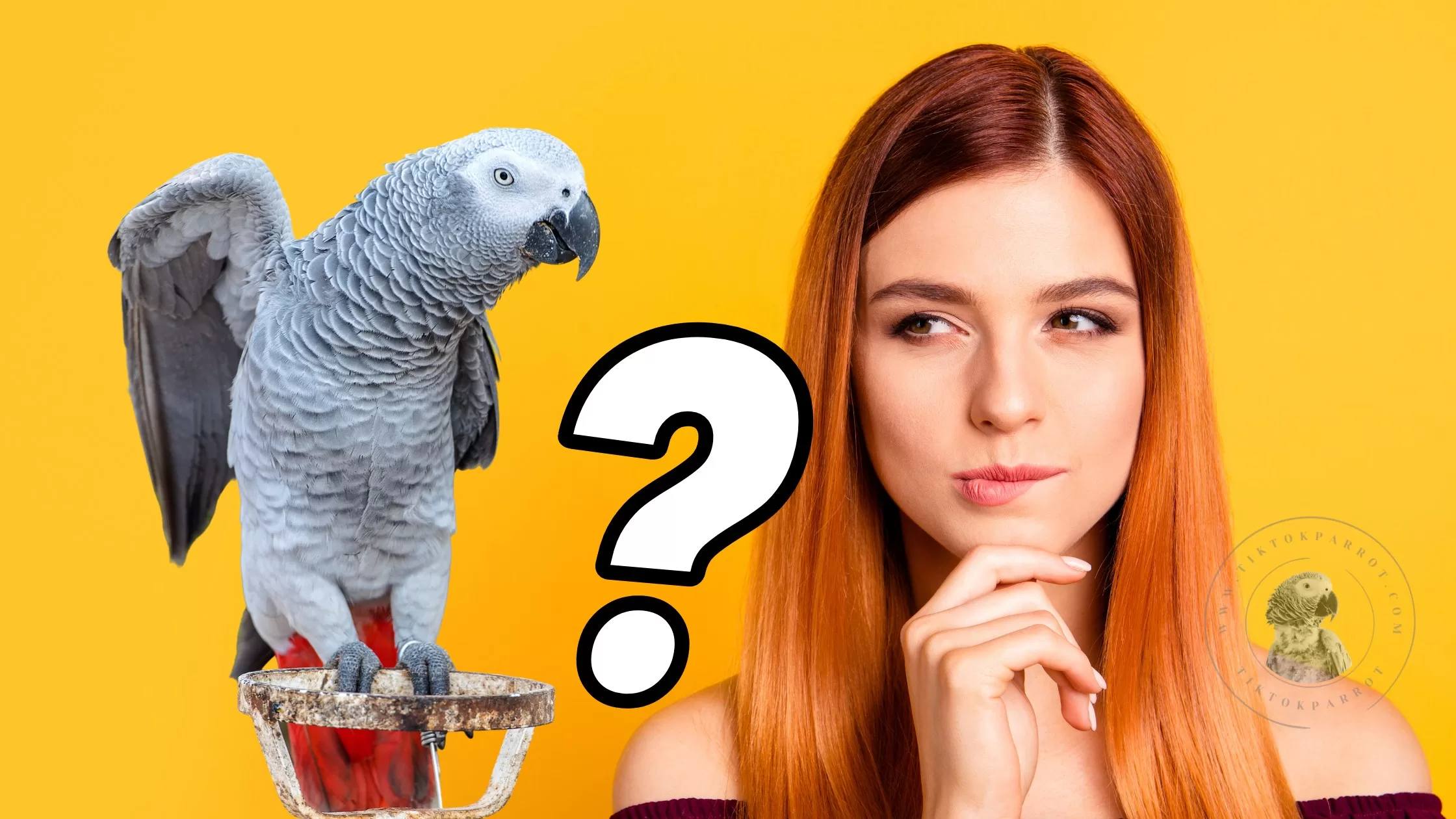 Sexual Differences in African Grey Parrots