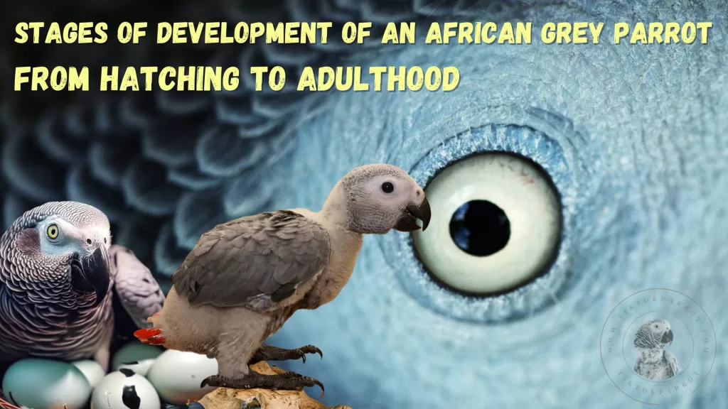 Stages of Development of an African Grey Parrot, From Hatching to Adulthood