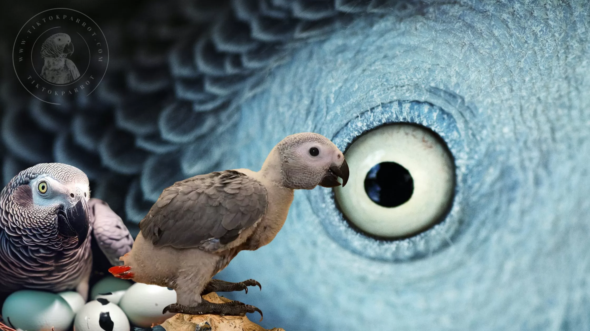 Stages of Development of an African Grey Parrot