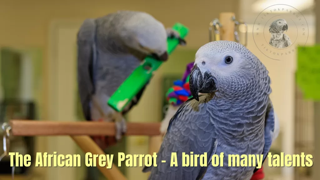 The African Grey Parrot - A bird of many talents