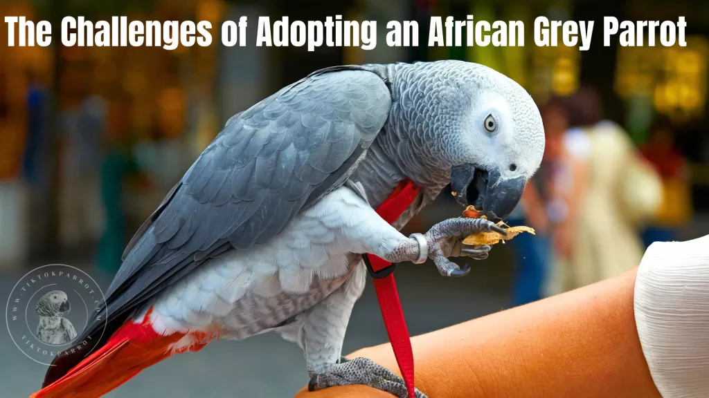 The Challenges of Adopting an African Grey Parrot