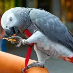 The Joys and Challenges of Adopting an African Grey Parrot