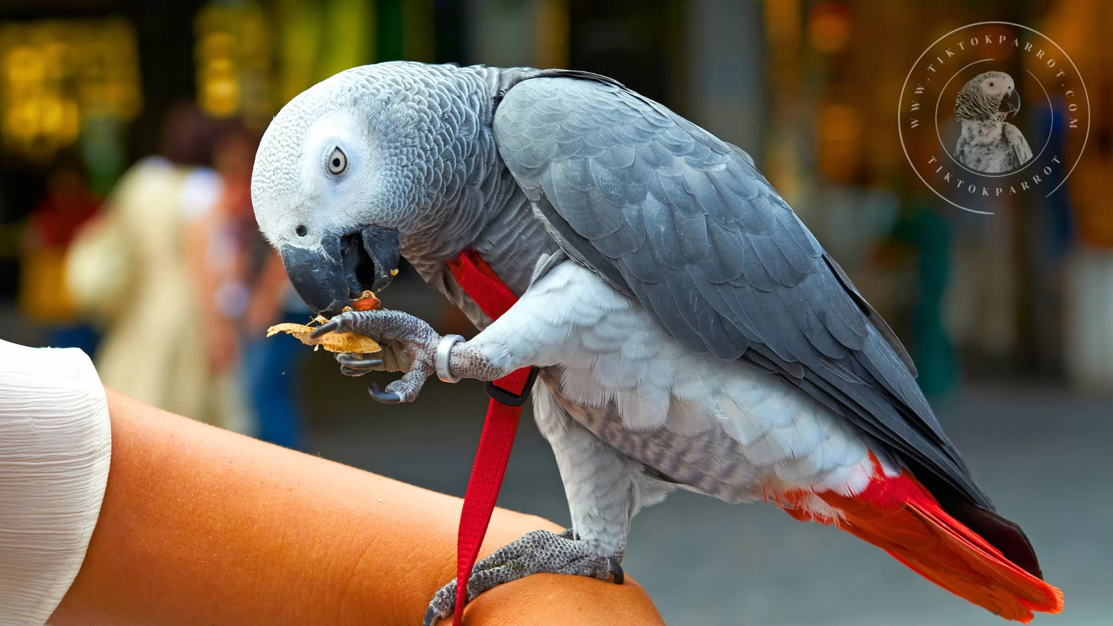 The Joys and Challenges of Adopting an African Grey Parrot