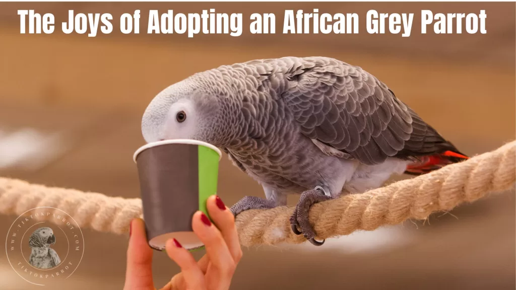 The Joys of Adopting an African Grey Parrot