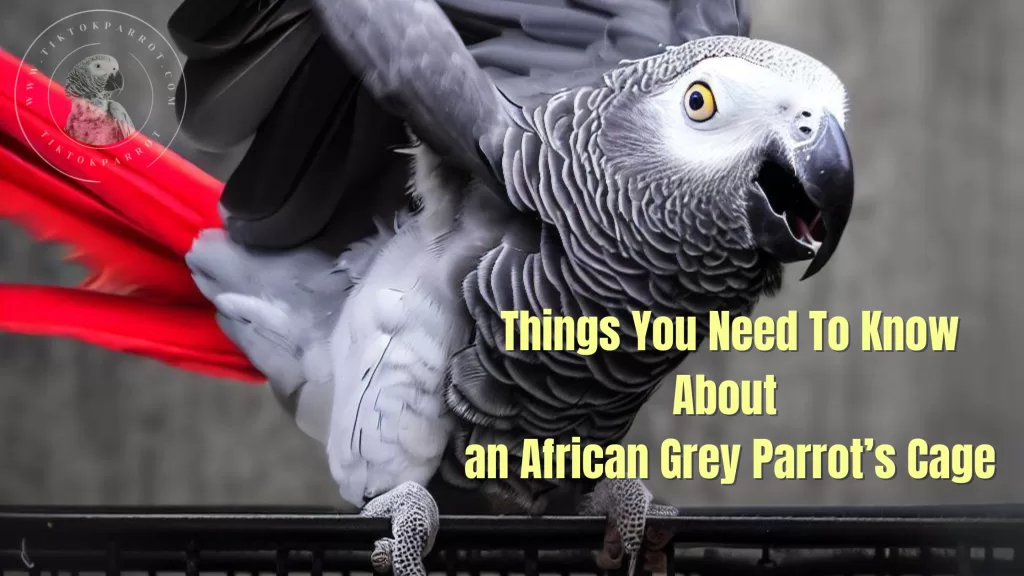 Things You Need To Know About an African Grey Parrot’s Cage