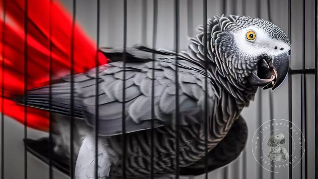 Things you need to know about an African Grey Parrot’s Cage