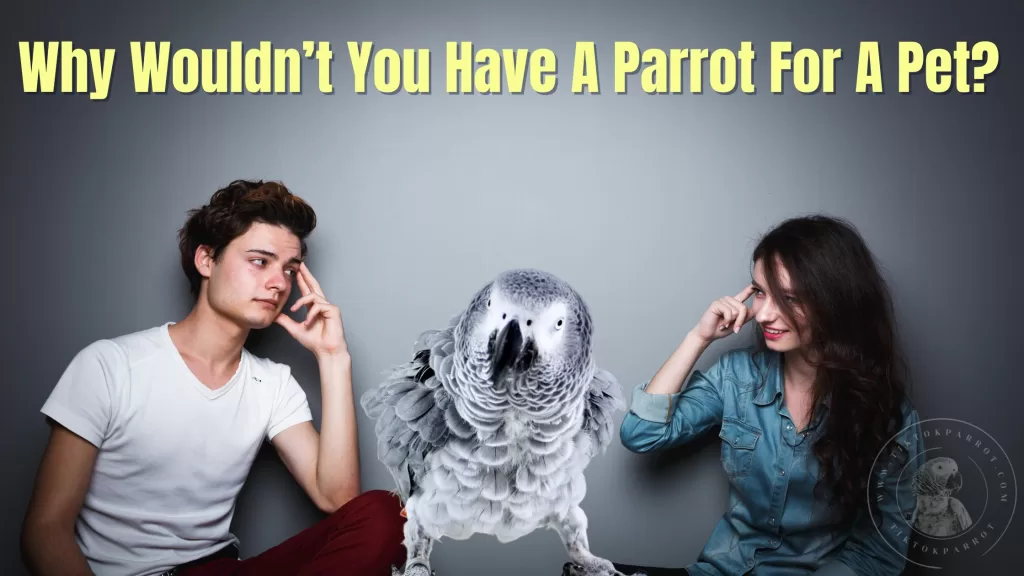 Why Wouldn’t You Have A Parrot For A Pet