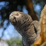 From Jungle to Home The Fascinating Journey of African Grey Parrots