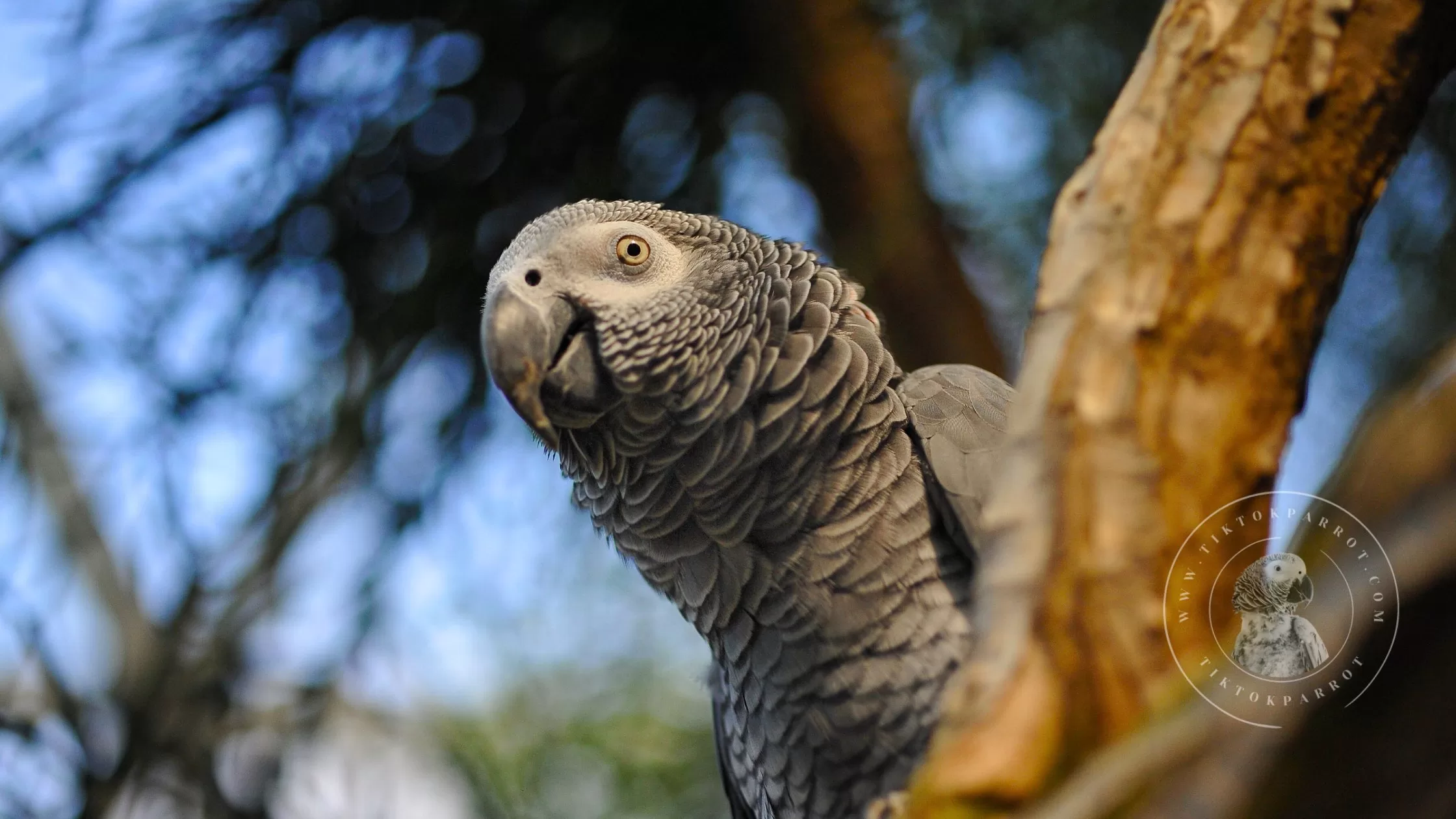 From Jungle to Home The Fascinating Journey of African Grey Parrots