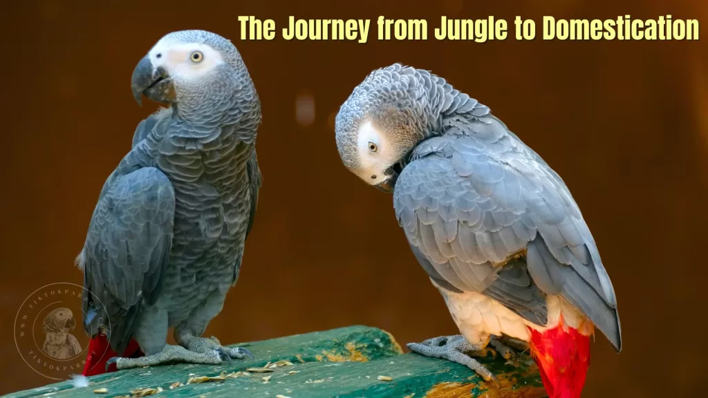 The Journey from Jungle to Domestication