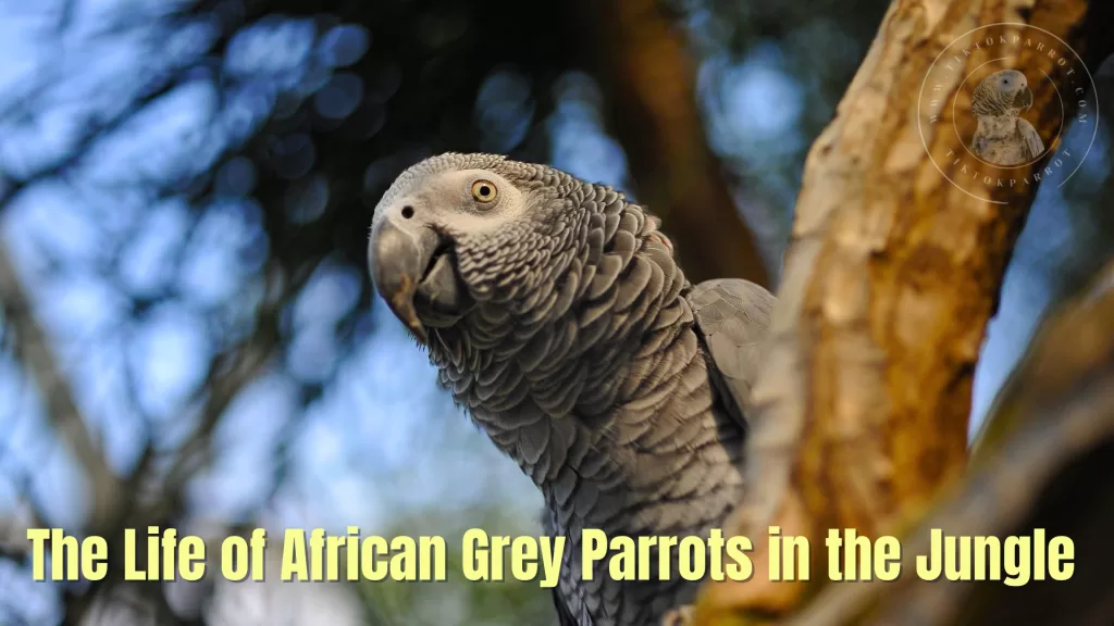 The Life of African Grey Parrots in the Jungle
