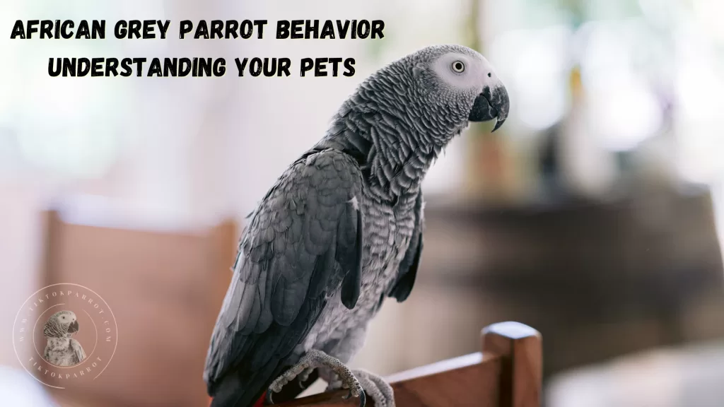 African Grey Behavior Understanding your Pets