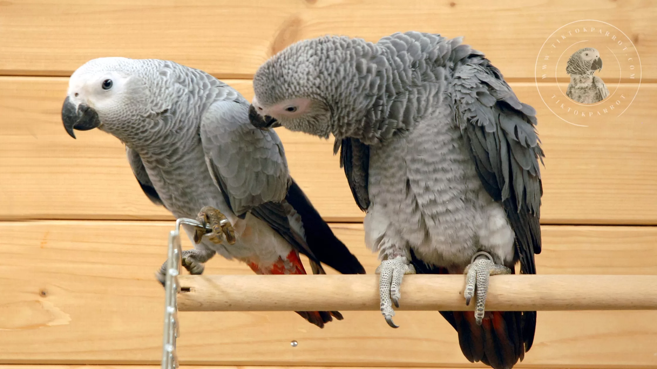 African Grey Behavior Understanding your Pets