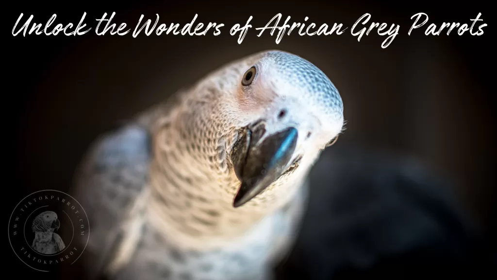 Unlock the Wonders of African Grey Parrots