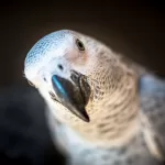 The African Grey Parrots Personality