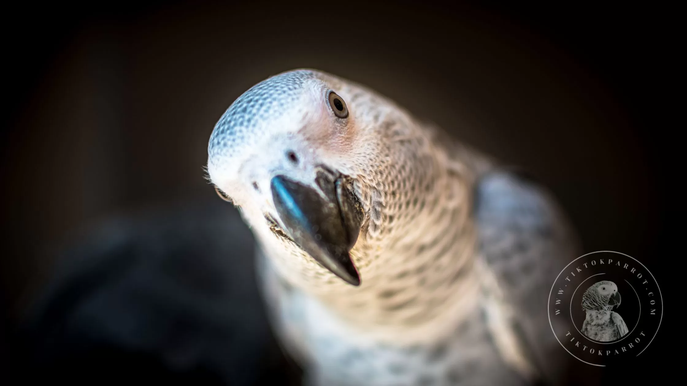 The African Grey Parrots Personality