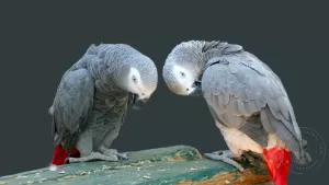 How Do We Take Care of an African Parrot Greys Health?