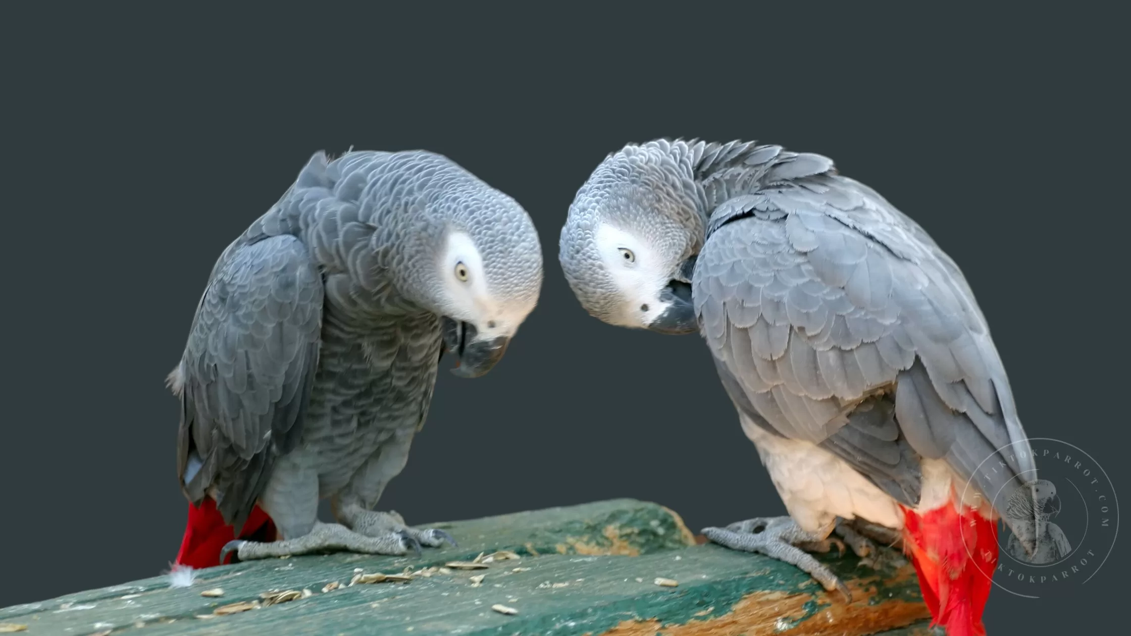 How Do We Take Care of an African Parrot Greys Health?