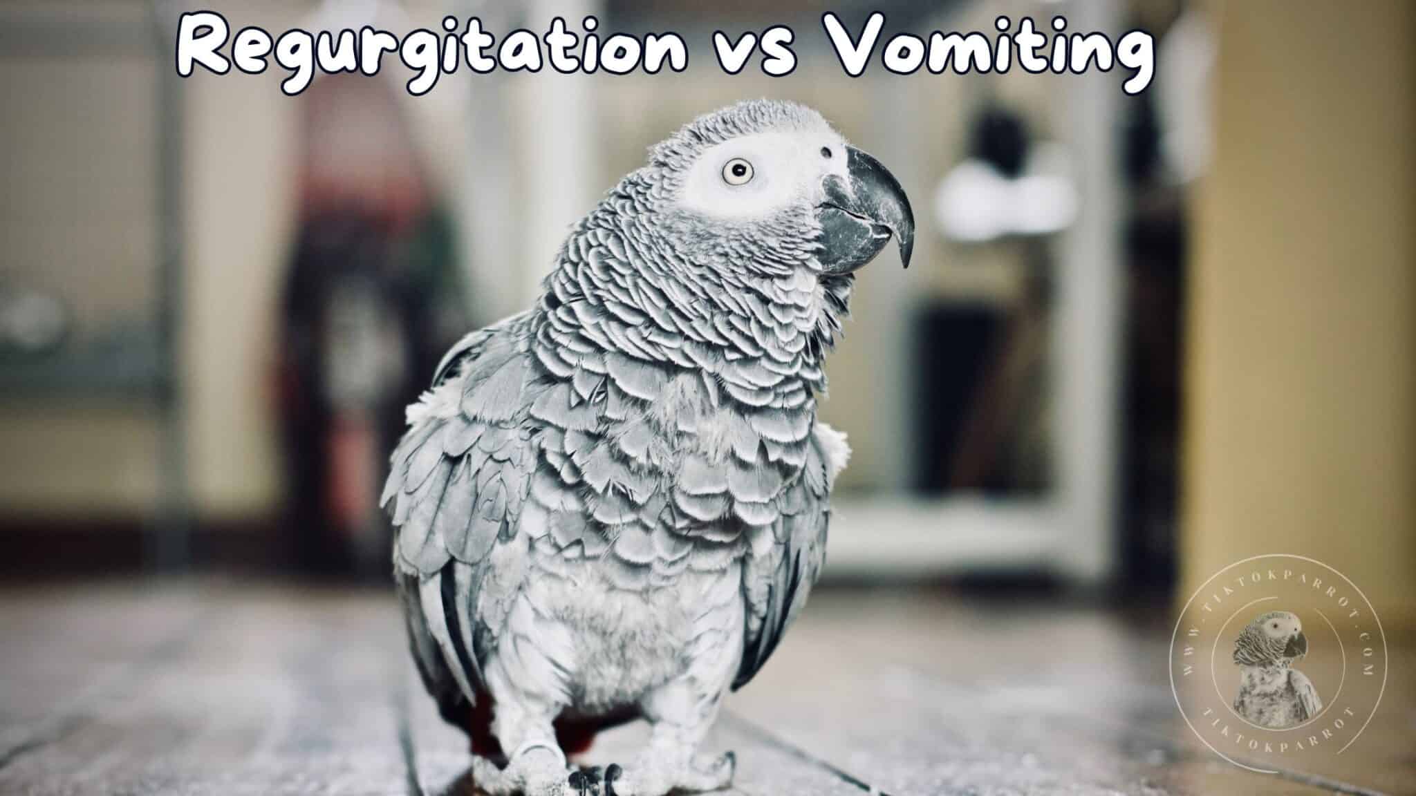 From Beaks to Bellies Understanding African Grey Parrot Vomiting