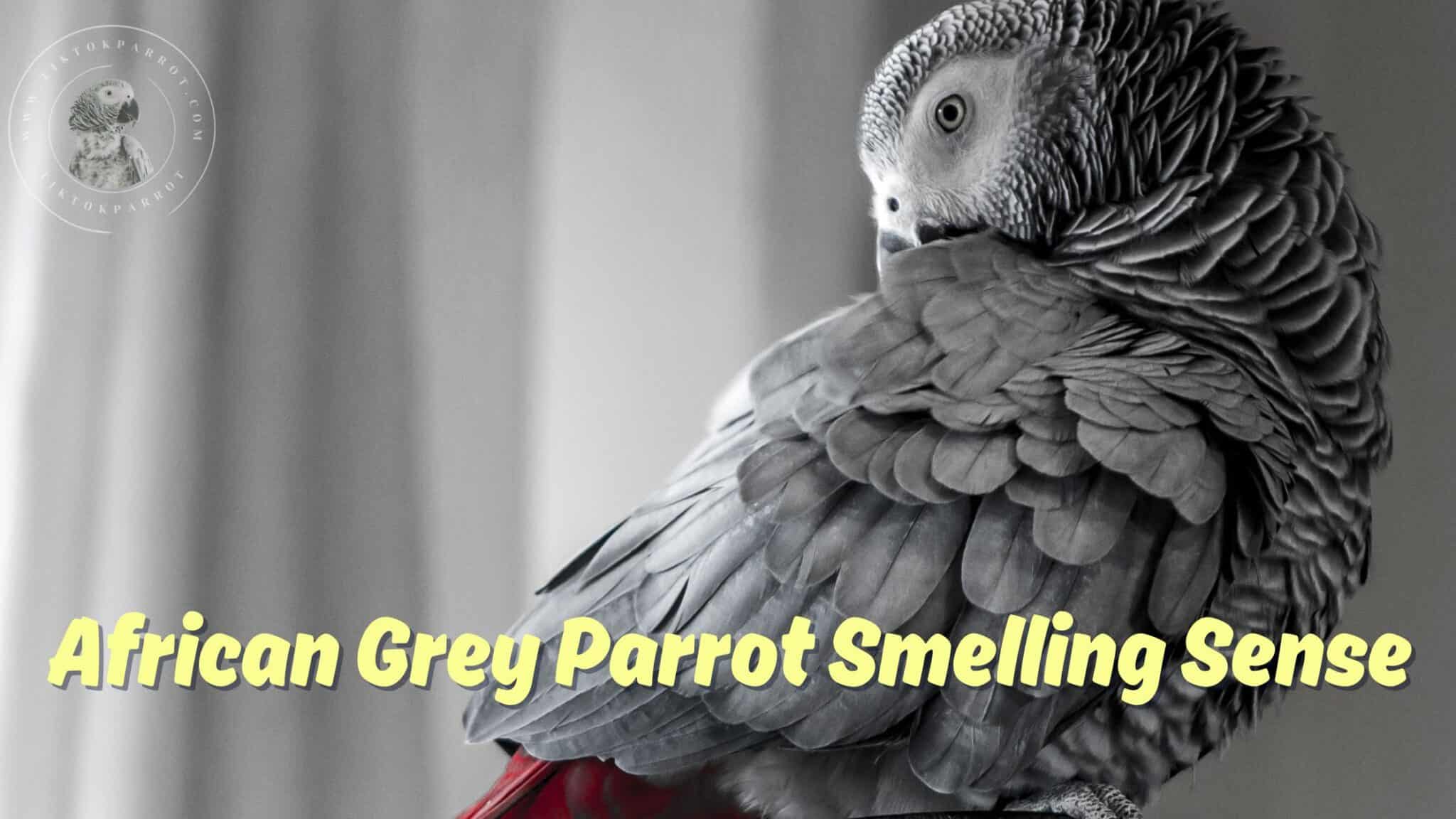 African Grey Parrots Do They Have a Secret Sense of Smell?