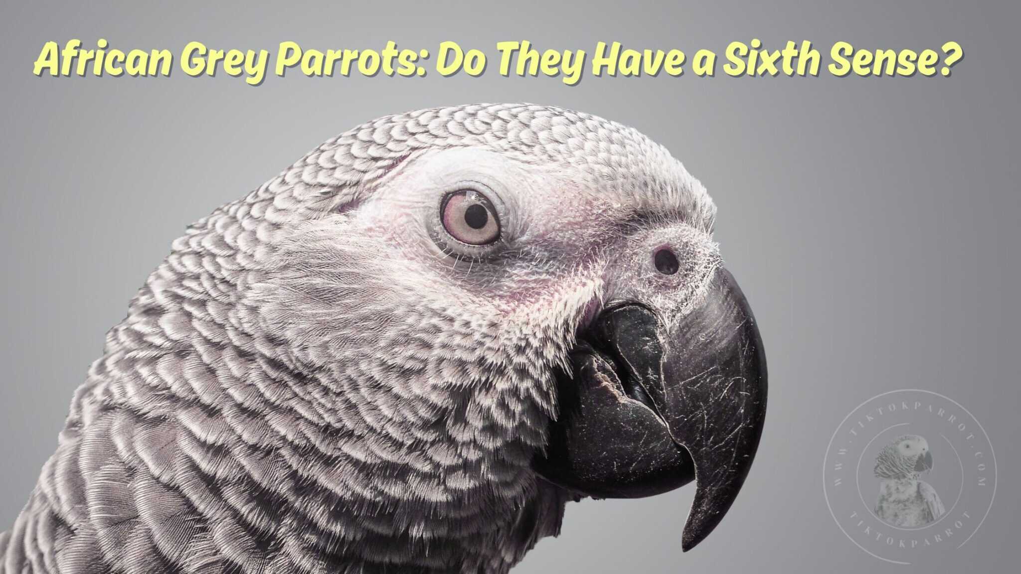 African Grey Parrots: Do They Have a Sixth Sense? (You Won't Believe ...