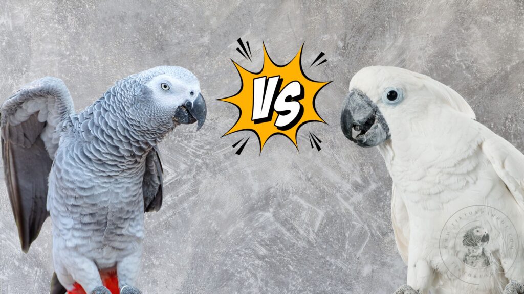 African Grey bs Cockatoo