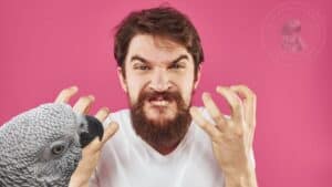 Confessions of an African Grey Owner: The Good, The Bad, and the Feathered