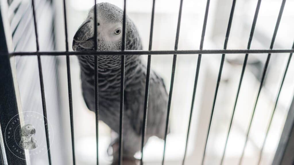 Beak to Basics 5 Easy Steps to a FreshSmelling Bird Cage