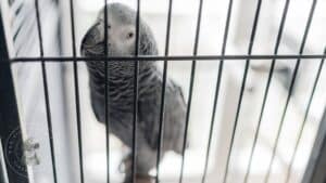 Things you need to know about an African Grey Parrot’s Cage