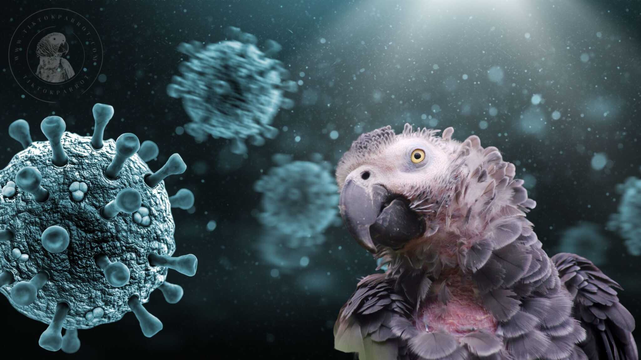 Understanding Pacheco's Disease Symptoms, Transmission and Prevention