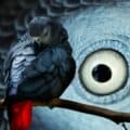 Image showcasing Stages of Development of an African Grey Parrot