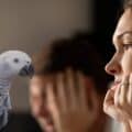 Stages of Development of an African Grey Parrot - African Grey Parrot Social Learning Theory
