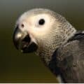 Picture of Stages of Development of an African Grey Parrot