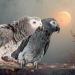 Congo vs Timneh African Grey Price, Personality, and Care Compared